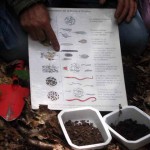 La décomposition de la litière