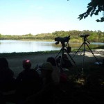 Observation d'oiseaux