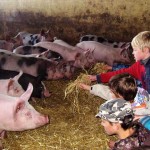 GAEC de la Boule d'Or à Nibelle