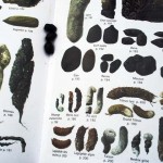 Moquettes de chevreuil