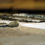 art zoom sur une toile