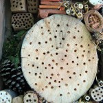 bûche percée pour abeille solitaire