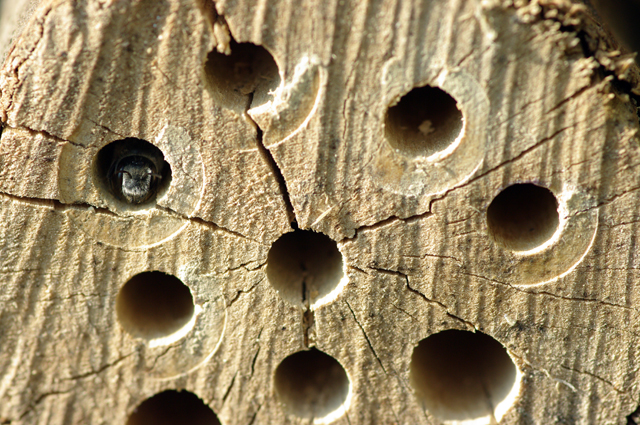 abeille solitaire préparant sa ponte